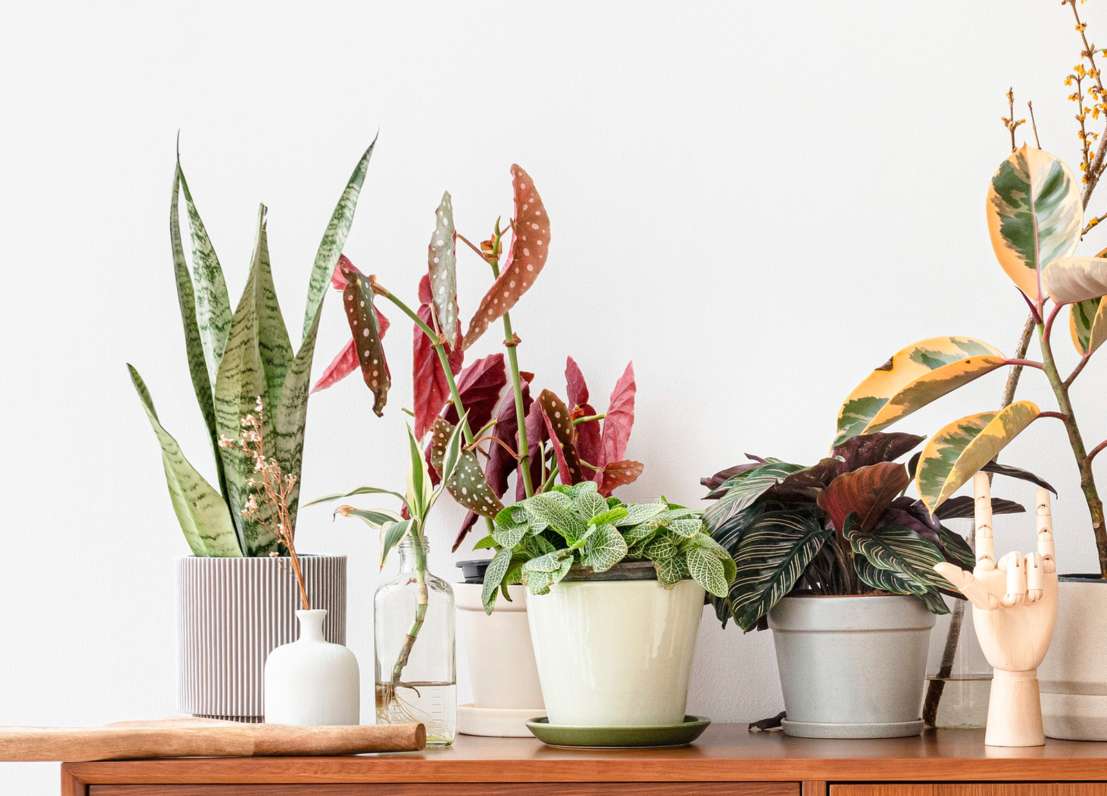 Decoração com plantas: como usar o verde para deixar sua casa mais viva